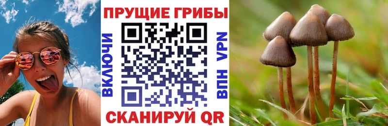 Галлюциногенные грибы MAGIC MUSHROOMS  Тавда 