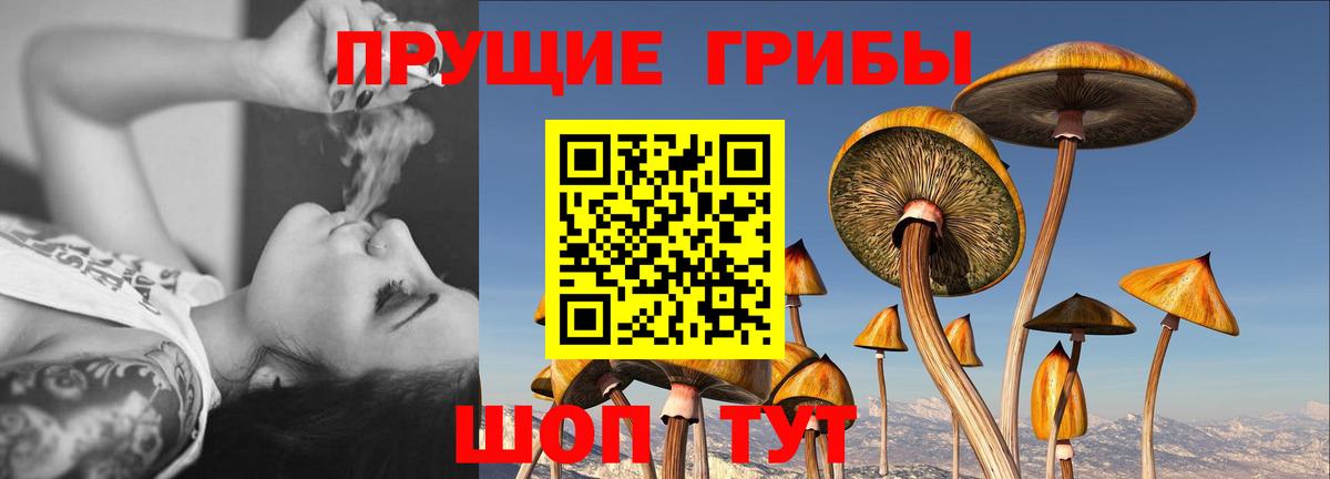 Тавда  Галлюциногенные грибы прущие грибы  Вход с VPN 